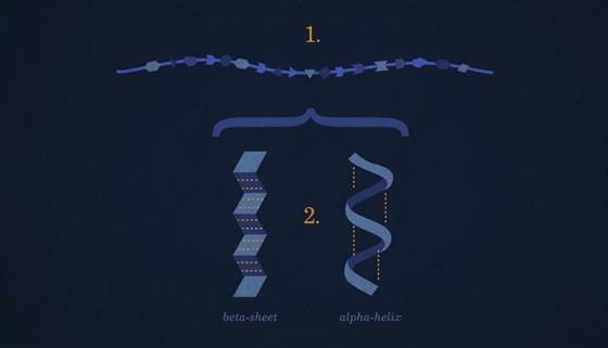 Proteine (2014) - Proteine sind wesentliche Bestandteile jeder einzelnen Zelle und machen den größten Teil ihrer Trockenmasse aus.