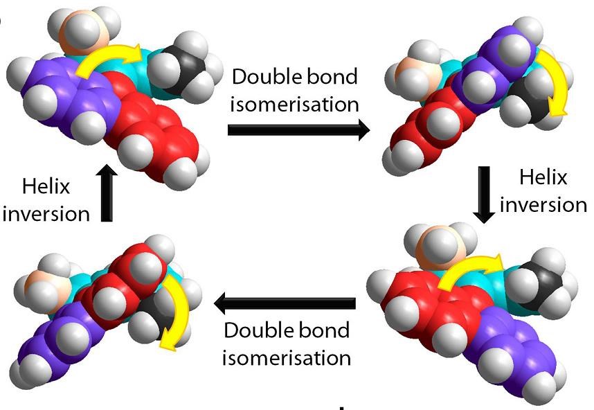 A motor molecule with rotary cycle